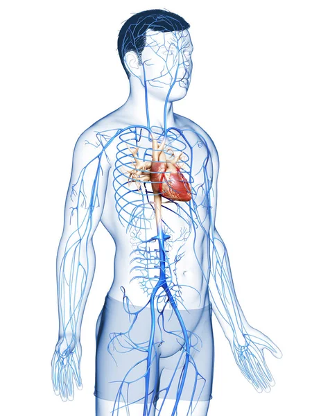 Medisch Nauwkeurige Illustratie Van Een Mannelijke Aderen Anatomie — Stockfoto