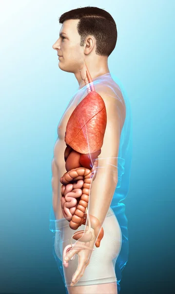 Renderizado Ilustração Medicamente Precisa Órgãos Internos Masculinos — Fotografia de Stock