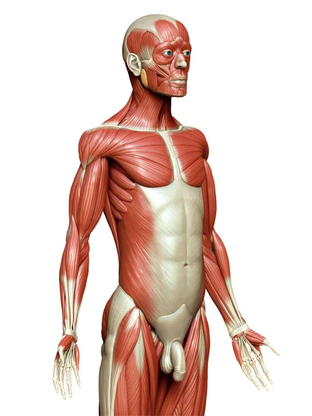 Rendu Illustration Médicalement Précise Système Musculaire Masculin — Photo