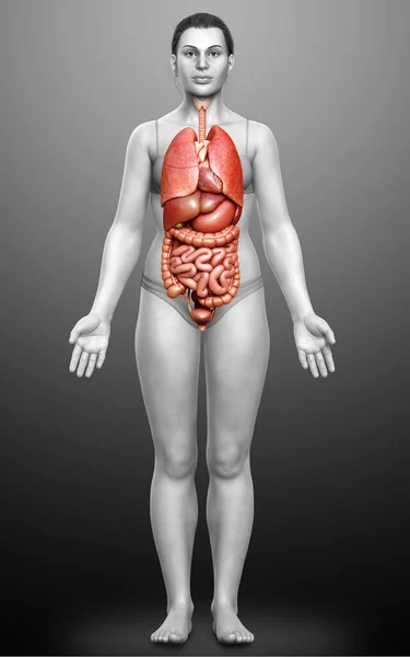 Rendered Medically Accurate Illustration Female Internal Organs — Stock Photo, Image