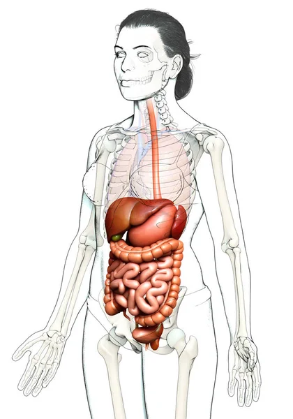 Görs Medicinskt Korrekt Illustration Kvinnliga Matsmältningssystemet — Stockfoto