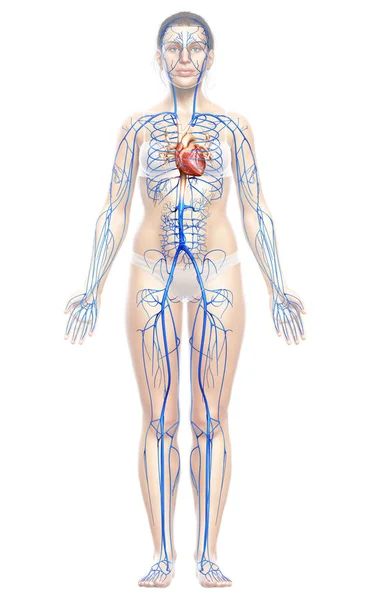 3Dは女性の静脈解剖学の医学的に正確なイラストをレンダリングしました — ストック写真