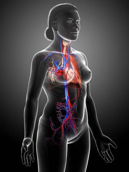 Reso Illustrazione Clinicamente Accurata Anatomia Polmonare Femminile — Foto Stock