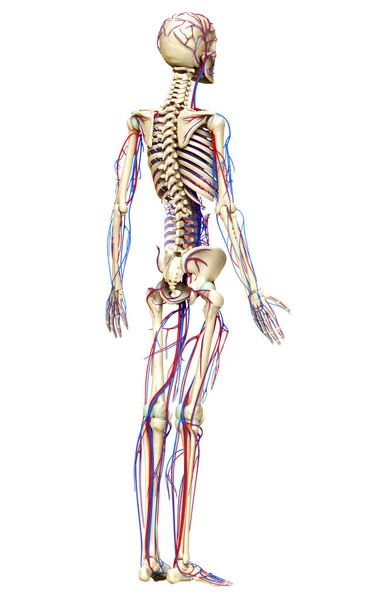 3D对循环系统和骨骼系统进行了精确的医学描述 — 图库照片