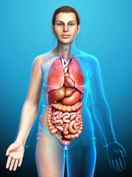 Renderizado Ilustración Médicamente Precisa Órganos Internos Femeninos — Foto de Stock