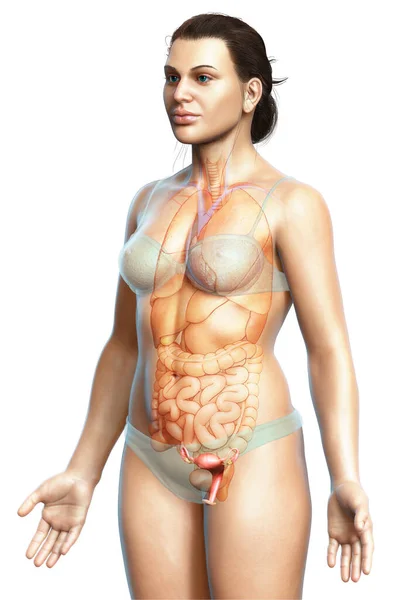 Renderizado Ilustração Medicamente Precisa Anatomia Útero Feminino — Fotografia de Stock