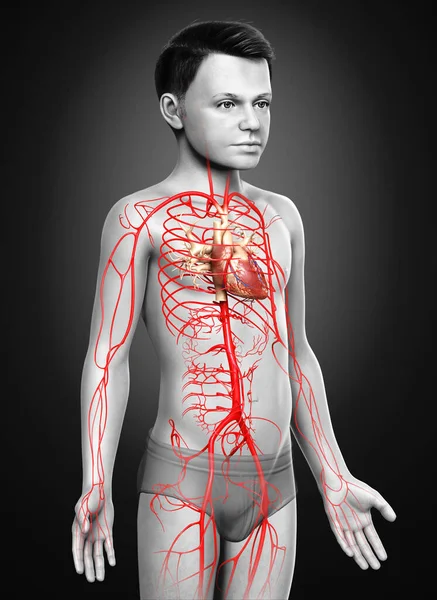 Renderowane Medycznie Dokładna Ilustracja Młodych Tętnic Chłopca — Zdjęcie stockowe