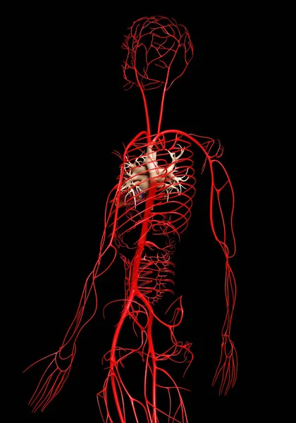 Gjorde Medicinskt Korrekt Illustration Artärer — Stockfoto