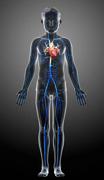 3D对一个男孩静脉解剖进行了精确的医学描述 — 图库照片