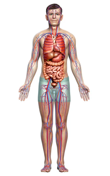 Renderizado Ilustración Médicamente Precisa Los Órganos Internos Masculinos Sistema Circulatorio — Foto de Stock