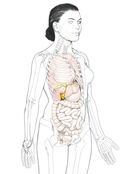 Reso Illustrazione Clinicamente Accurata Organi Femminili Anatomia Della Cistifellea — Foto Stock