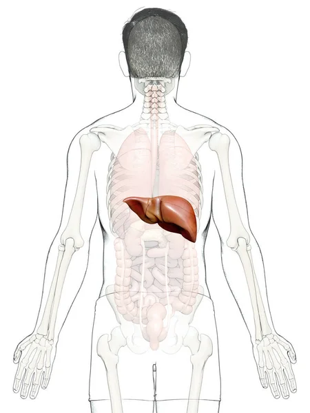 Renderizado Ilustração Medicamente Precisa Anatomia Hepática Masculina — Fotografia de Stock