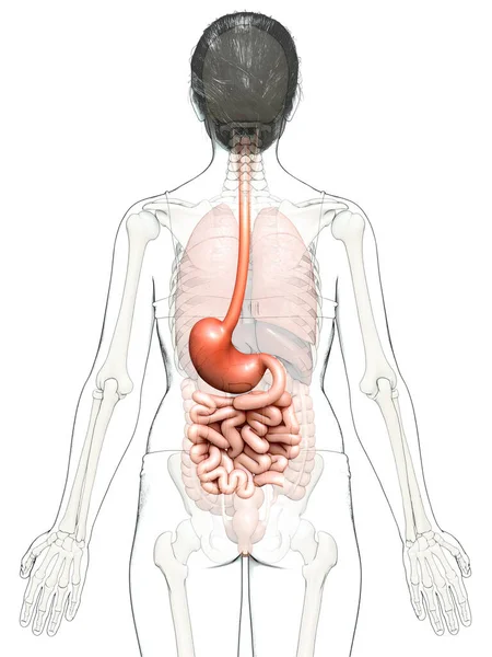 Återges Medicinskt Korrekt Illustration Kvinnlig Mage Och Tunntarm — Stockfoto