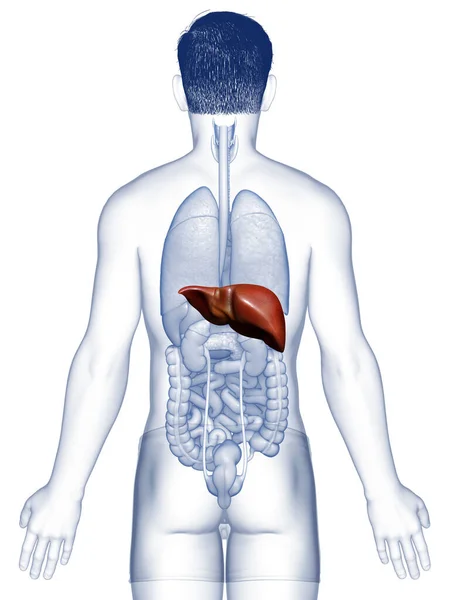 Utförd Medicinskt Korrekt Illustration Manlig Leveranatomi — Stockfoto