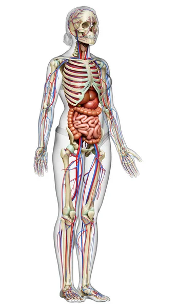 3D对女性内脏 骨骼和循环系统进行了准确的医学描述 — 图库照片