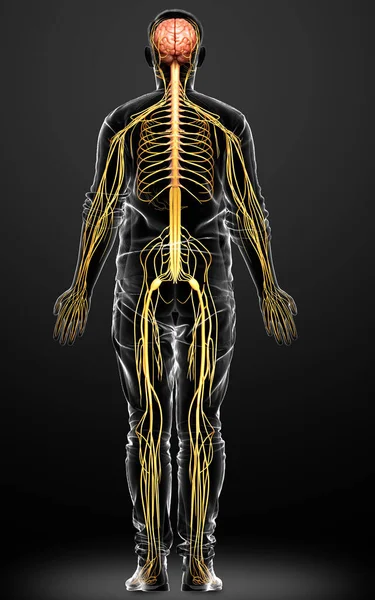 3D, bir erkek sinir sisteminin tıbbi olarak doğru bir gösterimi.