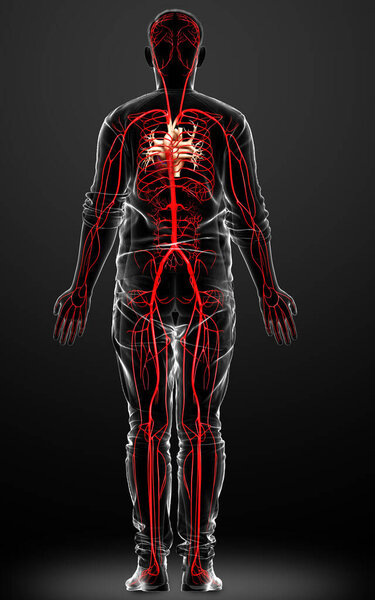 3d оказана медицинская точная иллюстрация мужских артерий
