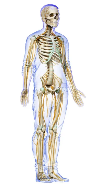 Medisch Nauwkeurige Illustratie Van Het Zenuwstelsel Het Skelet Systeem — Stockfoto