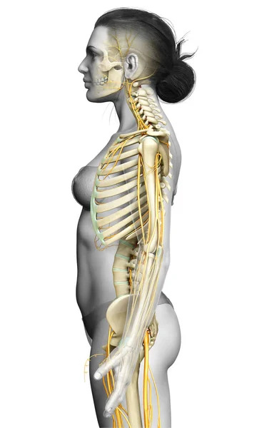 Rendered Medically Accurate Illustration Ofa Female Nervous System Skeleton System — Stock Photo, Image