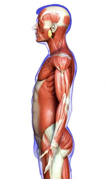 3Dは男性の筋肉系の医学的に正確なイラストをレンダリングしました — ストック写真
