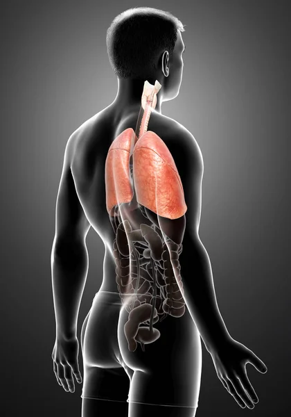 Renderizado Ilustración Médicamente Precisa Una Anatomía Pulmonar Masculina —  Fotos de Stock