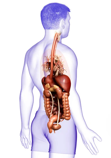 Renderizado Ilustración Médicamente Precisa Sistema Digestivo Masculino — Foto de Stock