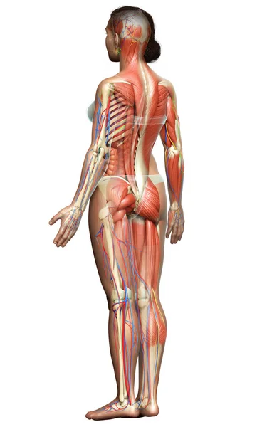 3d rendered medically accurate of the female anatomy