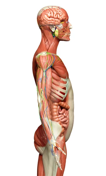 Renderizado Medicamente Preciso Anatomia Masculina — Fotografia de Stock