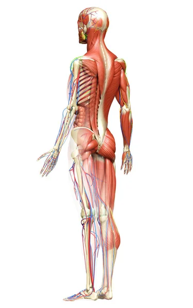 Darstellung Der Männlichen Anatomie Medizinisch Korrekt — Stockfoto