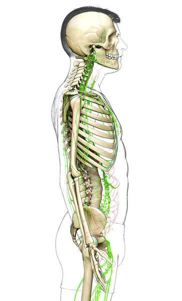 3d оказана медицинская точная иллюстрация мужской лимфатической системы
