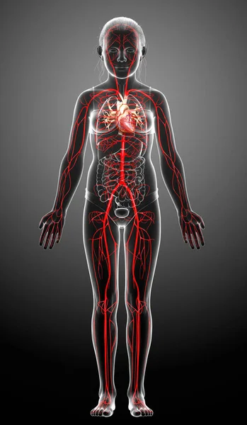 Renderizado Ilustración Médicamente Precisa Las Arterias Muchacha Joven — Foto de Stock