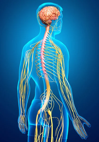 Rendered Medically Accurate Illustration Male Nervous System — Stock Photo, Image