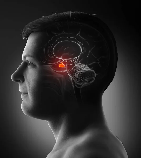 Rendering Medical Illustration Male Brain Anatomy Pituitary Gland Cross Section — Stock Photo, Image