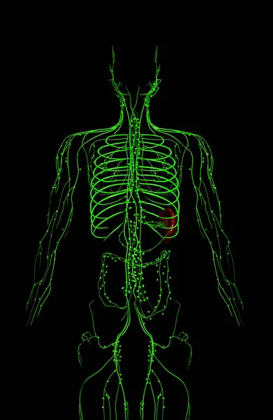 Lenfatik Sistemin Tıbben Doğru Çizimi — Stok fotoğraf