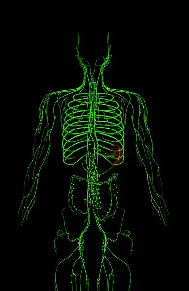 Reso Illustrazione Clinicamente Accurata Del Sistema Linfatico — Foto Stock