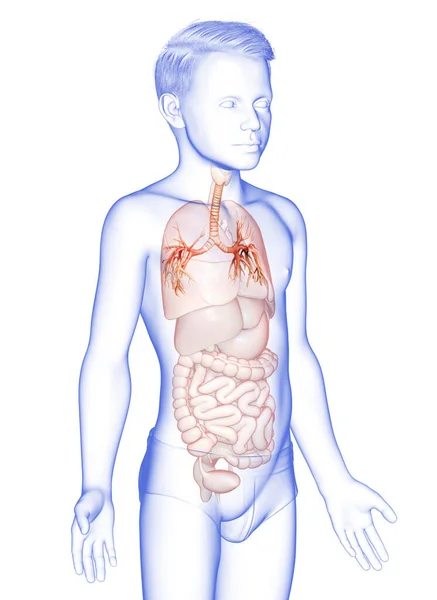 Illustratie Van Larynx Trachea Bronchi Deel Van Het Ademhalingssysteem — Stockfoto