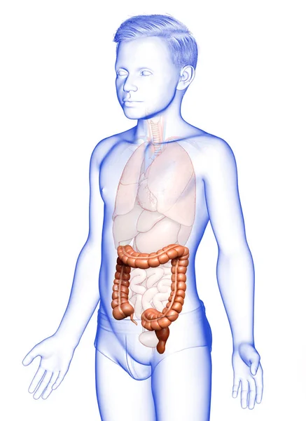 Vykreslené Lékařsky Přesné Ilustrace Chlapecké Tlustého Střeva Anatomie — Stock fotografie