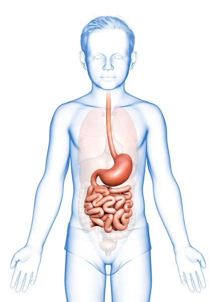 Renderowane Medycznie Dokładna Ilustracja Młodego Chłopca Żołądka Jelita Cienkiego — Zdjęcie stockowe