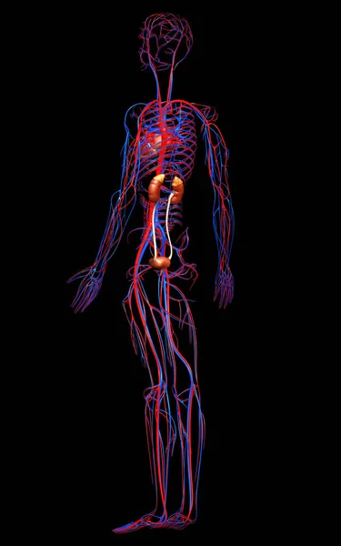 Renderizado Ilustración Médicamente Precisa Los Riñones Sistema Circulatorio — Foto de Stock