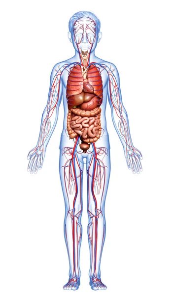 Medisch Nauwkeurige Illustratie Van Jonge Jongen Bloedsomloop Interne Organen — Stockfoto