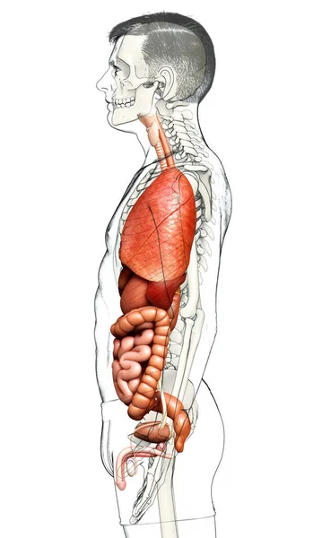 Оказана Медицинская Точная Иллюстрация Внутренних Органов — стоковое фото
