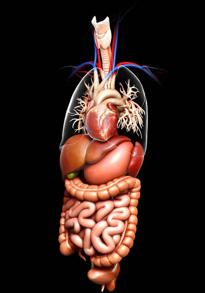 Gjorde Medicinskt Korrekt Illustration Matsmältningssystemet — Stockfoto