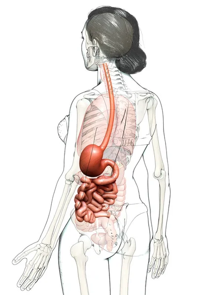 Renderizado Ilustración Médicamente Precisa Estómago Femenino Intestino Delgado — Foto de Stock