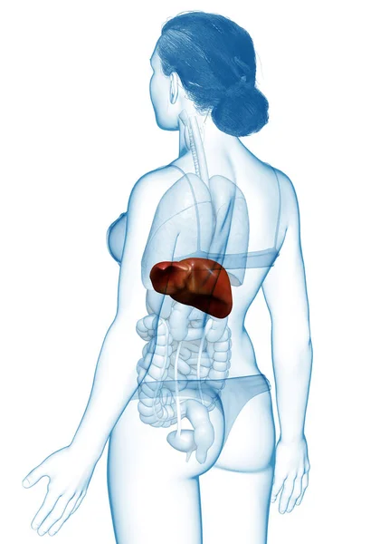 Renderizado Ilustración Médicamente Precisa Anatomía Hepática Femenina — Foto de Stock