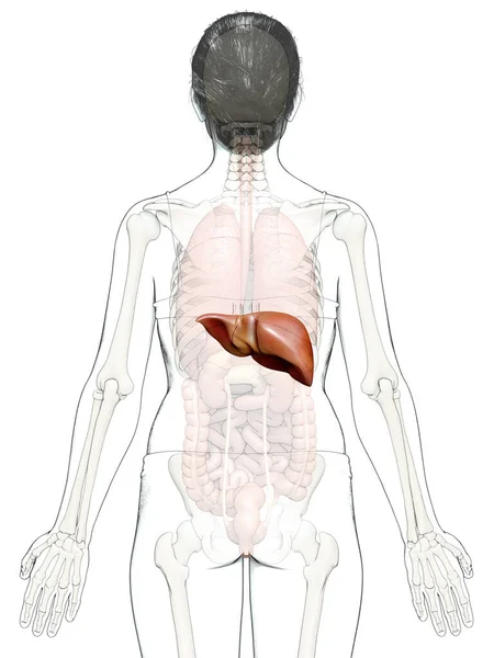 Renderowana Medycznie Dokładna Ilustracja Kobiecej Anatomii Wątroby — Zdjęcie stockowe
