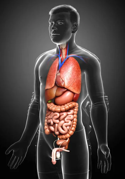 3d rendered medically accurate illustration of male  Internal organs