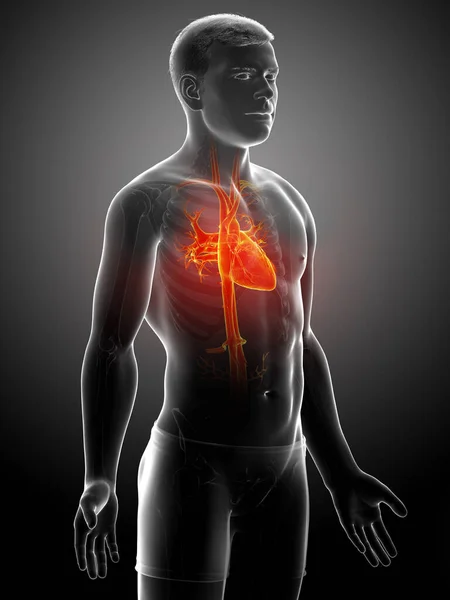 Ilustración Laringe Trachea Bronchi Parte Del Sistema Respiratorio —  Fotos de Stock