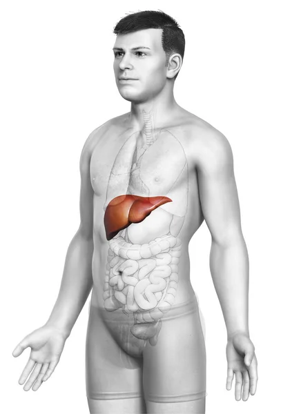 3D绘制的 医学上准确的男性肝脏解剖图像 — 图库照片