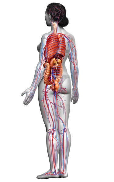 Reso Illustrazione Clinicamente Accurata Del Sistema Circolatorio Femminile Degli Organi — Foto Stock