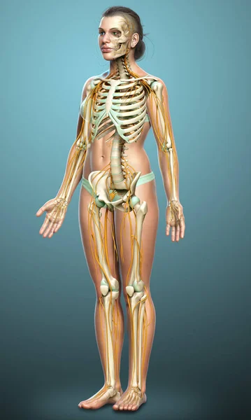 Medisch Nauwkeurige Illustratie Van Een Vrouwelijk Zenuwstelsel Skeletsysteem — Stockfoto